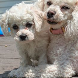 Girl 3 - White female Bichon Frise puppy in Holt, Michigan from JMs Bichons