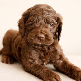 Nutella - Brown male Cockapoo puppy in Santa Barbara, California from K+C Doodles