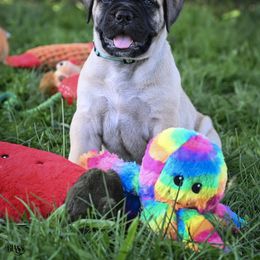 Bullmastiff Puppies from Tamar's Bullmastiffs (with Boundless Bullmastiffs)
