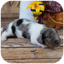 Dachshund Puppies from Misty's 101 Doxies