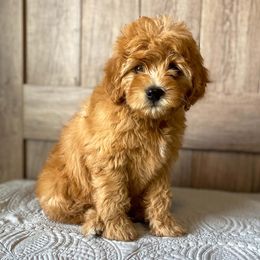 Cavapoo and Goldendoodle Puppies from A2Z Doodles