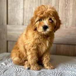 Cavapoo and Goldendoodle Puppies from A2Z Doodles