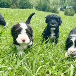 Portuguese Water Dog Puppies from Top Notch Portuguese Water Dogs