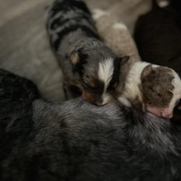 Bernedoodle Puppies from Bernied00dle Love