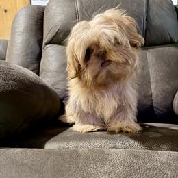 Caramel - Liver male Shih Tzu puppy in Running Springs, California from Amanda's Shih Tzus