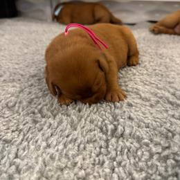 Girl 2 - Yellow female Labrador Retriever puppy in Remsen, New York from Lake Julia Labradors