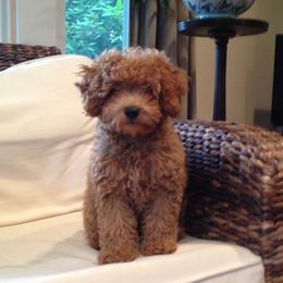 Cavapoos from K9puppyplanet