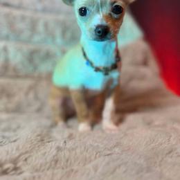 Vida - Gold female Chihuahua puppy in Brooklyn, New York from ,, Vajda” chihuahua club