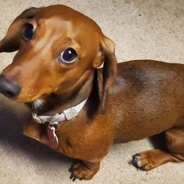 Dachshunds from Ruhoff's Dachshunds