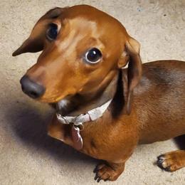 Dachshunds from Ruhoff's Dachshunds