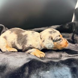 Pink - Dapple female Dachshund puppy in South Fulton, Tennessee from Stiles' Mini Doxies