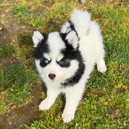 Diesel - Black and white male Pomsky puppy in Mc Minnville, Oregon from West Coast Pomskies