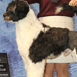 Cash - Portuguese Water Dog