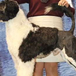 Cash - Portuguese Water Dog