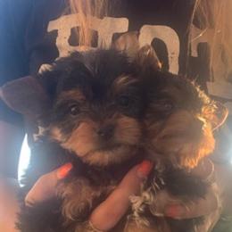 Yorkshire Terriers from Alexis Fleury's Yorkies