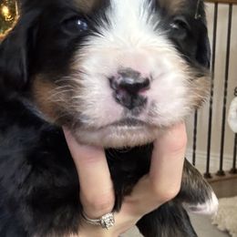 Bernese Mountain Dog Puppies from Berner Acre Woods