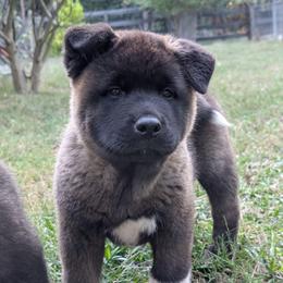 Nebula's Boy 1 - Black male Akita puppy in South Carolina from Sierra Mountain Akitas