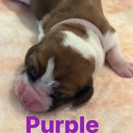 Basset Hound Puppies from Three Boys Bassets