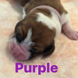Basset Hound Puppies from Three Boys Bassets