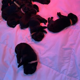Boy 1 - male Newfoundland puppy in Shingletown, California from Astreas Newfoundlands