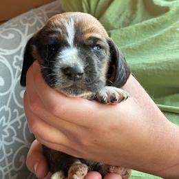 Male 6 - Mahogany and white male Basset Hound puppy in Lindley, New York from Hill Top Basset Hounds & Cane Corso
