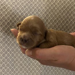Girl 3 - Apricot female Cavapoo puppy in Milan, Illinois from Poppy Garden Doodles