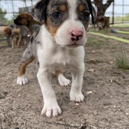Australian Cattle Dog, Australian Shepherd, Companion Cross, and Miniature Australian Shepherd Puppies from MK Aussies