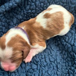 Purple Puppy - Blenheim male Cavalier King Charles Spaniel puppy in University Place, Washington from Crosby's Cavaliers