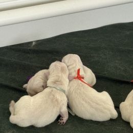Boy 7 - Light golden male Golden Retriever puppy in East Hartford, Connecticut from Cherry Hollow Goldens