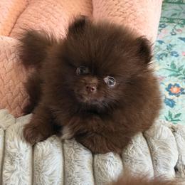 Benny - Chocolate male Pomeranian puppy in Newport Beach, California from Exotic City Pomeranians and chihuahuas