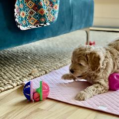 Double Doodle Puppies from Riverside Doodles in Seattle