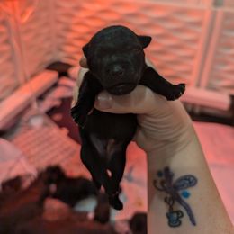 Boy 1 - Black male Scottish Terrier puppy in De Lisle, Mississippi from Bellendaine Scotties