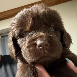 Cookie - Brown female Newfoundland puppy in Saukville, Wisconsin from Crossroads Canines ~ Newfoundland Dogs