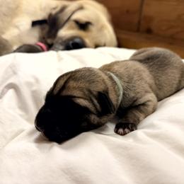 Boy 5 - Fawn male Anatolian Shepherd Dog puppy in Kalispell, Montana from Wild Rooster Family Farm – AKC Anatolian Shepherd Breeder, OFA Health Tested