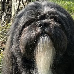 Cooper - Lhasa Apso