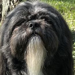 Cooper - Lhasa Apso