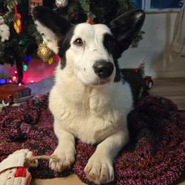 Bettie - Cardigan Welsh Corgi