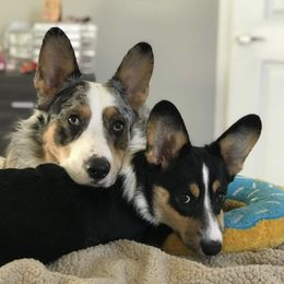 Cardigan Welsh Corgis from White Paws Cardigan Corgis