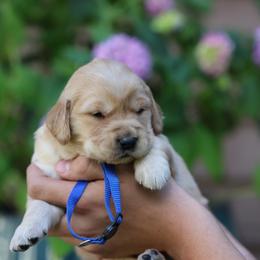 Coriander - Golden male Golden Retriever puppy in Payette, Idaho from Stonewick Retrievers