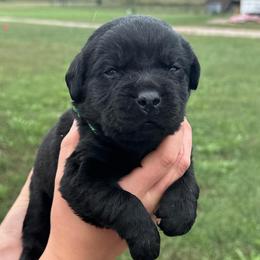 Ridge - Black male Labrador Retriever puppy in Garnett, Kansas from Timberland Creek Labradors