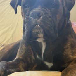 Joplin - Boxer