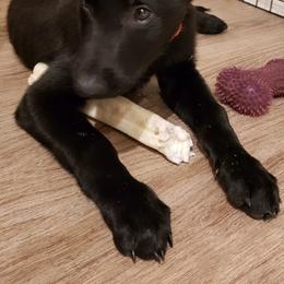 Orange Collar - Black male Belgian Malinois puppy in Mesa, Arizona from Sun Valley Malinois