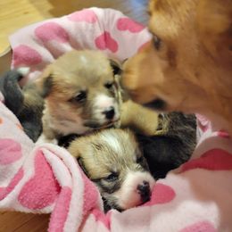 Pembroke Welsh Corgi Puppies from Camp Corgis