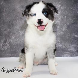 Bi Blue Merle 1 Long tail 2 blue eyes - Blue merle male Miniature Australian Shepherd puppy in Pinehurst, Texas from Aussie Amor