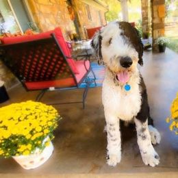 Goldendoodle, Old English Sheepdog, and Sheepadoodle All Grown Up from V6 Ranch Dogs