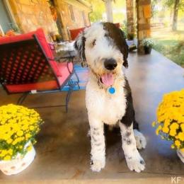 Goldendoodle, Old English Sheepdog, and Sheepadoodle All Grown Up from V6 Ranch Dogs