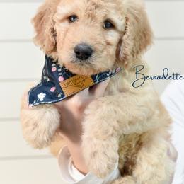 Bernadette Rostenkowski - Cream female Goldendoodle puppy in Dayton, Ohio from Perks Court Doodles