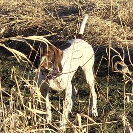 Vada - German Shorthaired Pointer