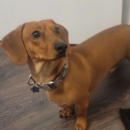 WadeWeenieWilson - Dachshund