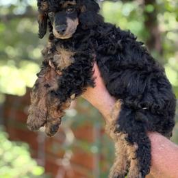 Orange - Phantom male Poodle puppy in Dallas, Texas from Infinity Poodles